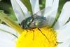Neomyia cornicina